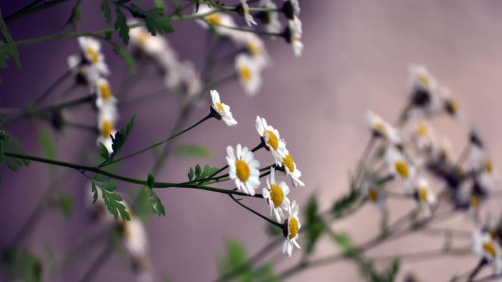 Download Wallpaper 1920x1080 flowers, daisies, blurring Full HD 1080p 