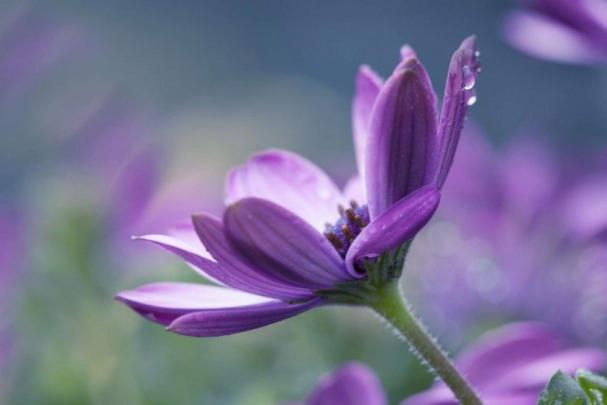 Single Flower Wallpaper \u00b7\u2460 