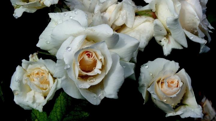 Download Wallpaper 1920x1080 flowers, white, rose, drop Full HD 1080p 