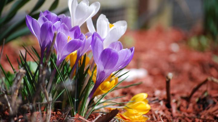 Download Wallpaper 1920x1080 flowers, spring, plant Full HD 1080p HD 