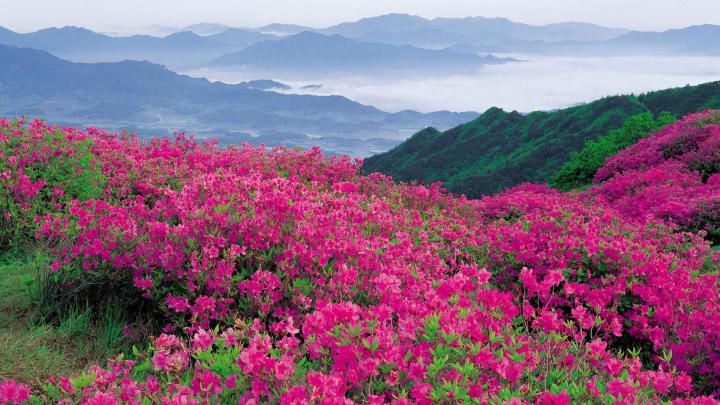 Download Wallpaper 1920x1080 Flowers, Mountains, Distance, Nature Full 