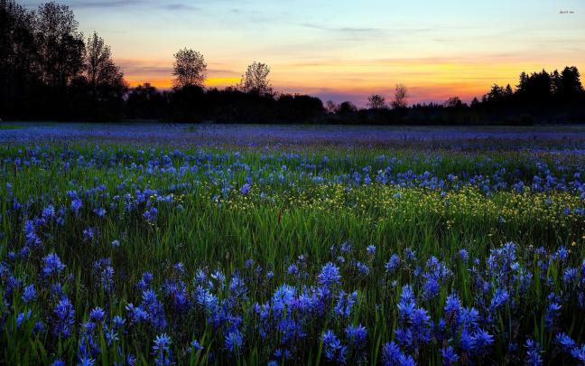 Wildflower Wallpaper Desktop (81+ images)