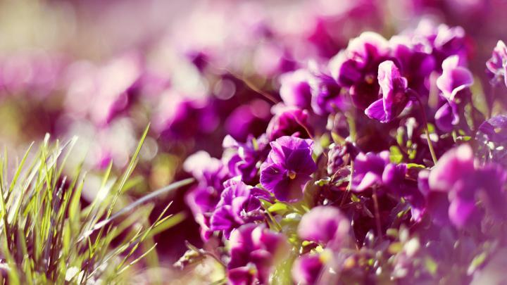 Download Wallpaper 1920x1080 flowers, petals, glare, sunlight Full HD 