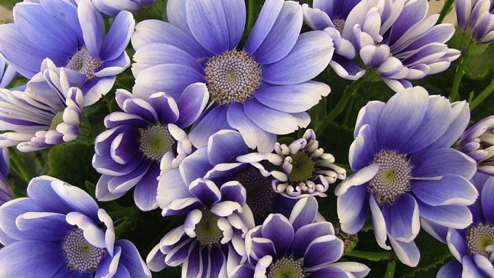 Download Wallpaper 1920x1080 flowers, petals, herbs, flower Full HD 