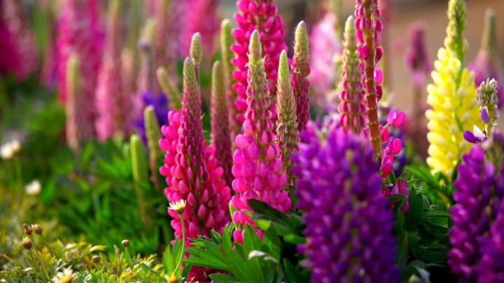[48+] Spring Wallpaper and Screensavers HD 