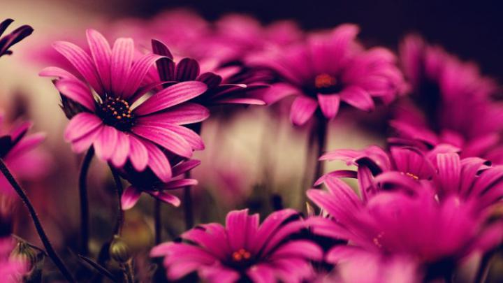 Download Wallpaper 1920x1080 flowers, petals, pink Full HD 1080p HD 