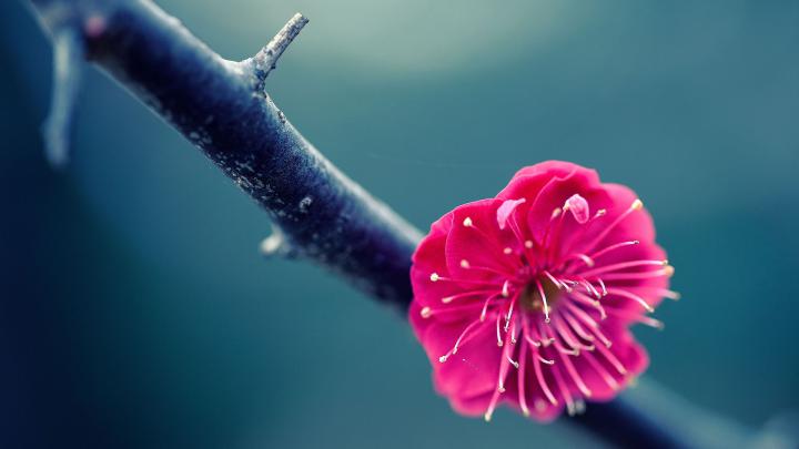 Flower Wallpapers