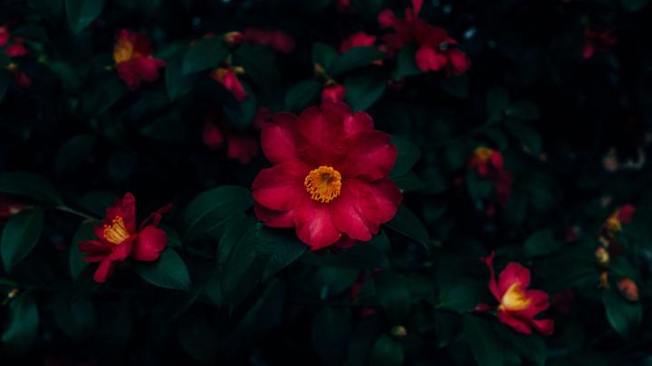Download wallpaper 1920x1080 flowers, pink, bloom, bush, plant full hd 
