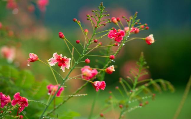 Flowers Laptop Wallpapers - Top Free Flowers Laptop Backgrounds 