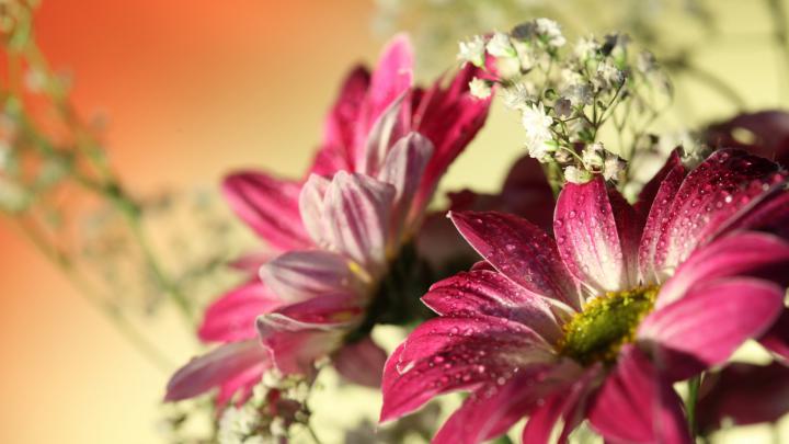 Download Wallpaper 1920x1080 flowers, petals, drops, grass Full HD 