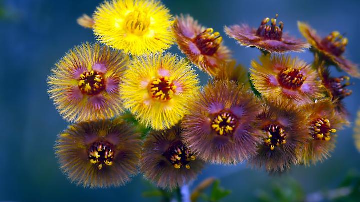 Download Wallpaper 1920x1080 flowers, terry, bouquet Full HD 1080p HD 