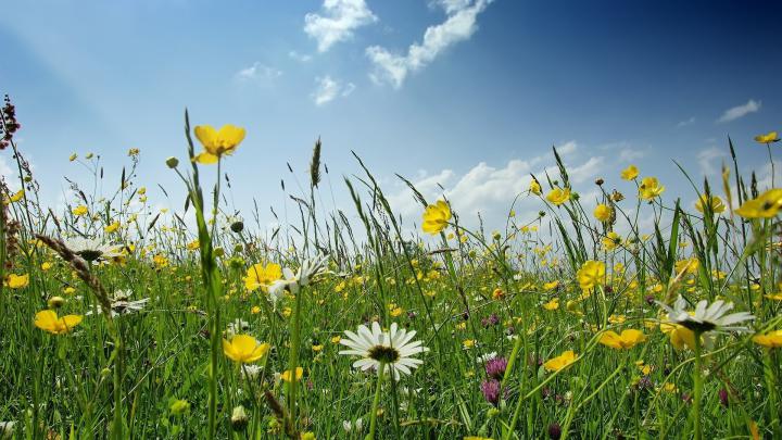Wild Flower Wallpaper -