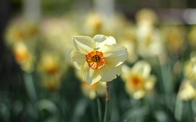 Daffodils Focus Spring Flowers Nature wallpaper | 1680x1050 | #22771