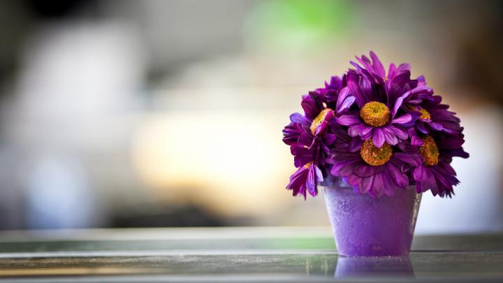 1920 X 1080 Flower Wallpapers - Top Free 1920 X 1080 Flower Backgrounds 