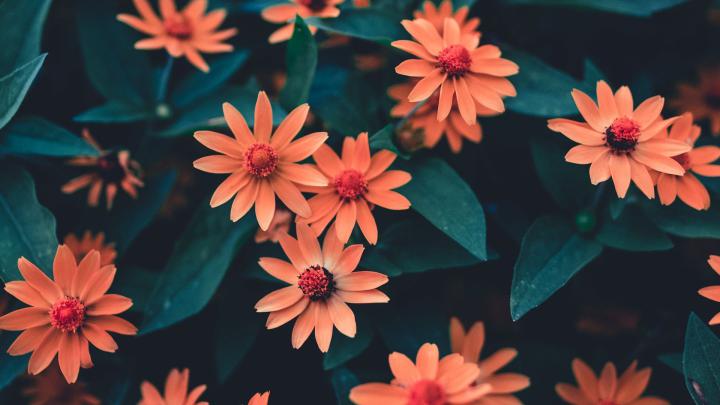 Download wallpaper 1920x1080 flowers, bloom, flowerbed, buds, petals 