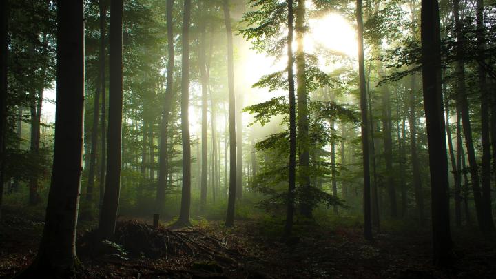 10 Most Popular Forest Wallpaper Hd 1080P FULL HD 1920\u00d71080 For PC 