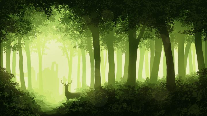 Forest [1920x1080] : wallpapers