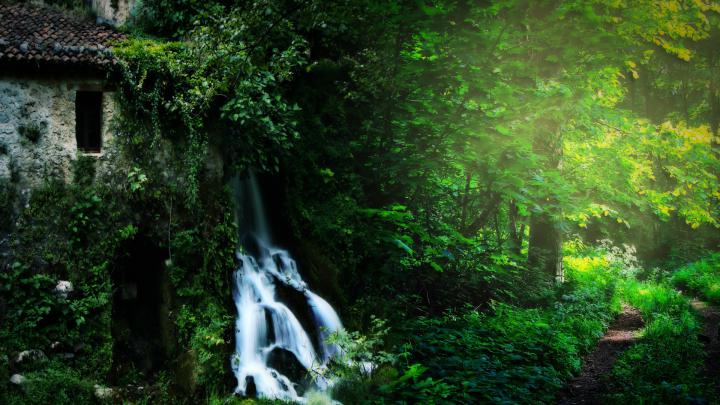 [40+] Wallpaper 1080p Forest 