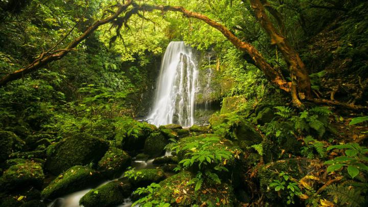 [30+] Forest Wallpaper 1920x1080 
