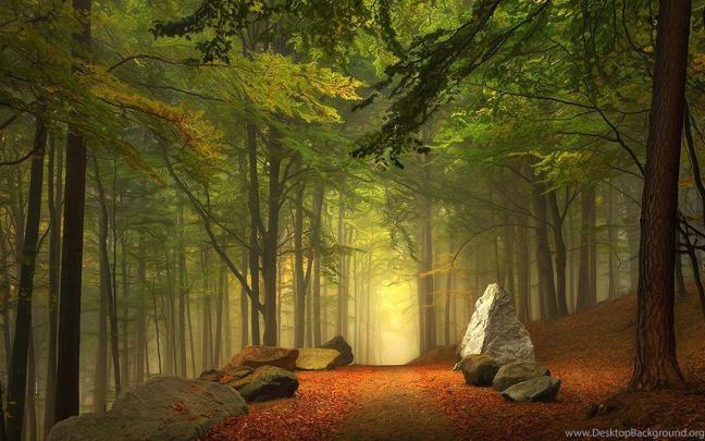1920x1080 Mysterious Forest Leaves Light Desktop PC And Mac Wallpapers 