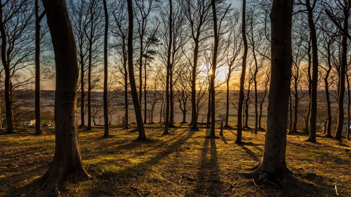 Download Wallpaper 1920x1080 forest, trees, sunset, sun, views Full HD 