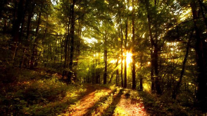 Beautiful Forest Wallpapers (39+ images)