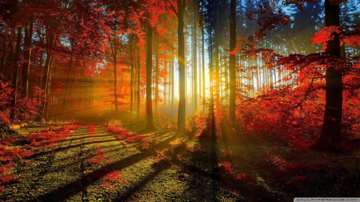 Forest Wallpaper HD (77+ images)