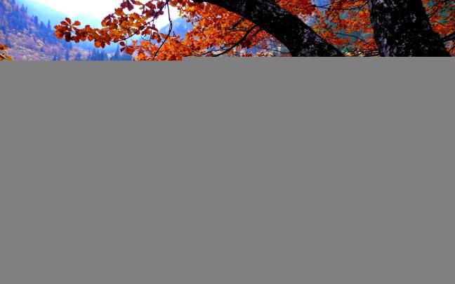 Forest wallpaper HD \u00b7\u2460 Download free awesome backgrounds for desktop 