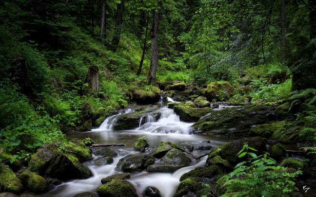 Forest River Wallpapers - Top Free Forest River Backgrounds 