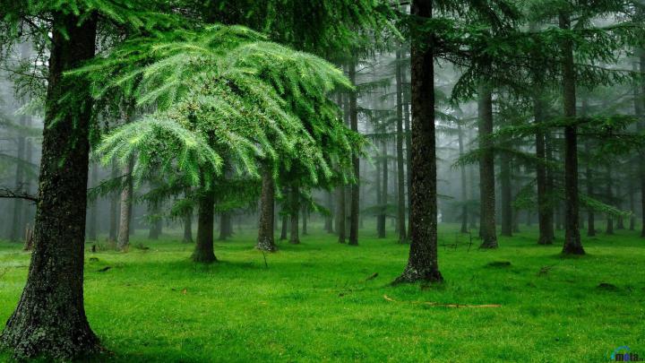 Wallpaper 1080p Forest -