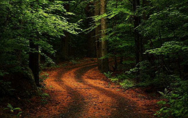 Summer Forest Wallpapers - Top Free Summer Forest Backgrounds 