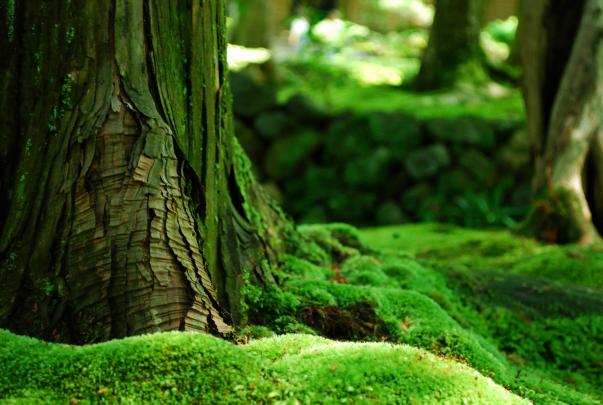 [26+] Forest Moss Wallpapers 