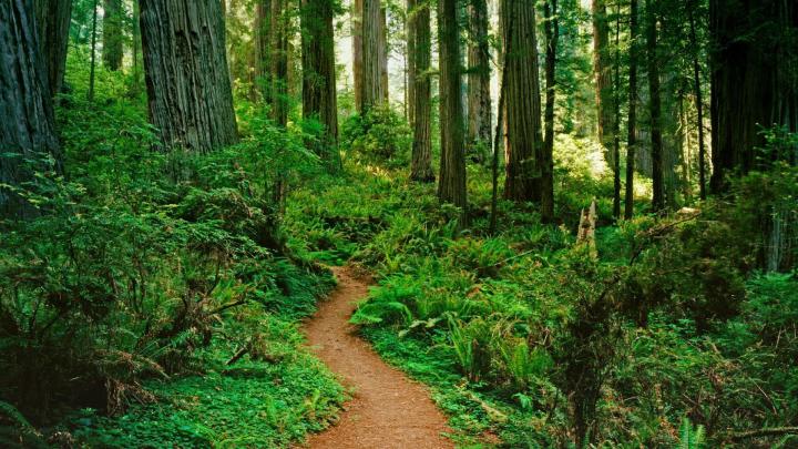 Forest Path Wallpaper -