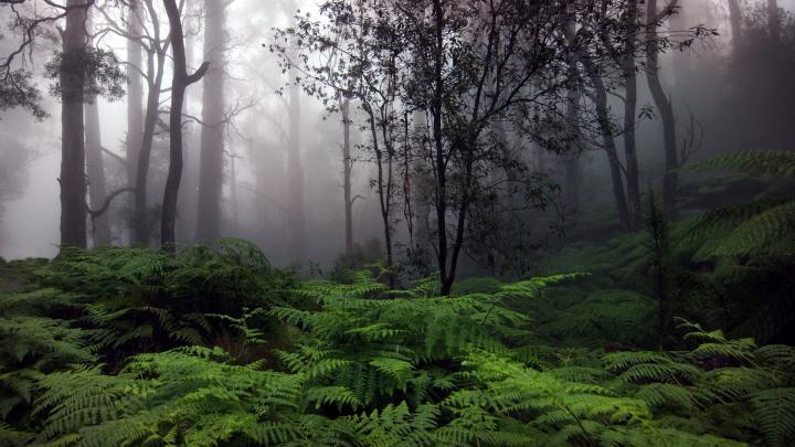 Forest Backgrounds For Home Free Download