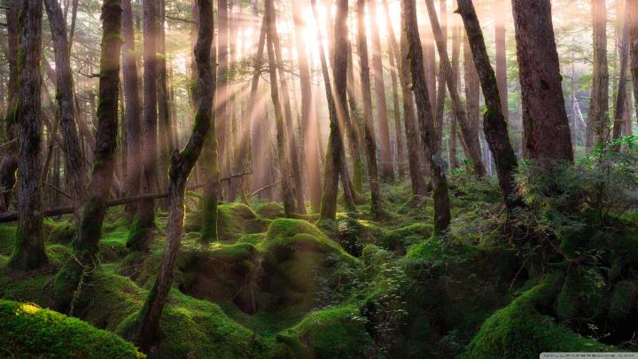 Forest wallpaper \u00b7\u2460 Download free beautiful backgrounds for desktop 