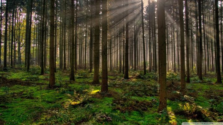 Free download Forest 30 Wallpaper 1920x1080 Forest 30 [1920x1080] for 
