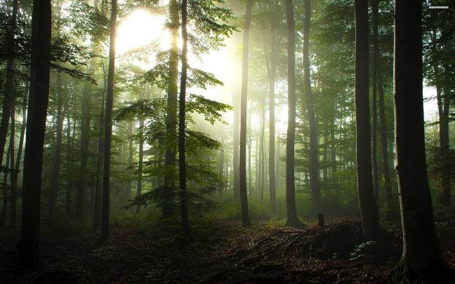Forest wallpaper \u00b7\u2460 Download free beautiful backgrounds for desktop 