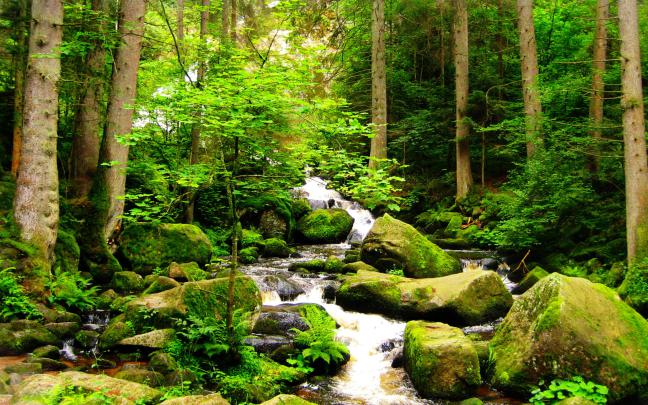[39+] Forest Stream Wallpaper 