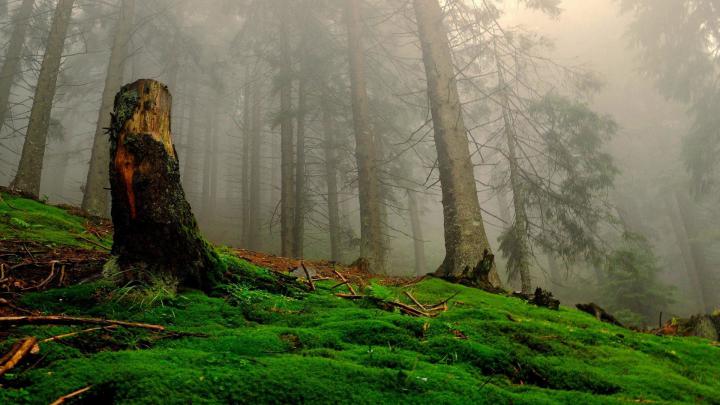 Forest Desktop Wallpaper (58+ images)