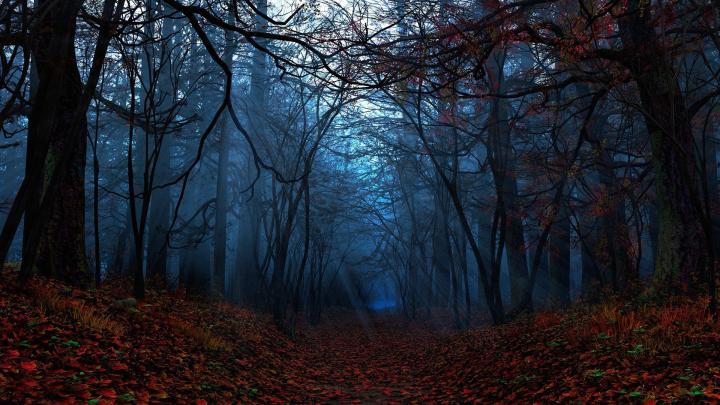 Forest Wallpaper HD (77+ images)