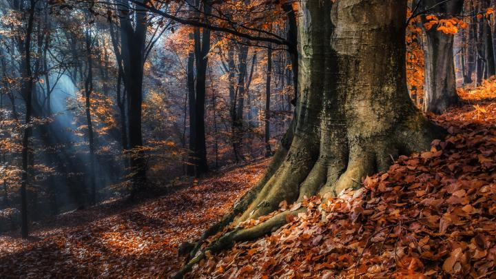 Black Forest Wallpapers (77+ background pictures)