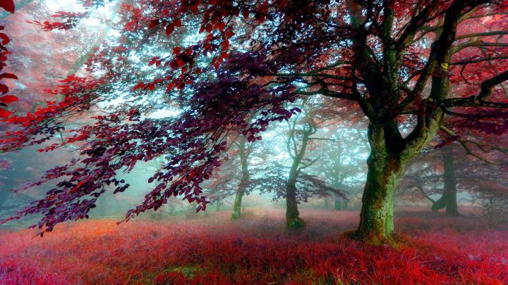 Nature Wallpaper - HD Wallpapers