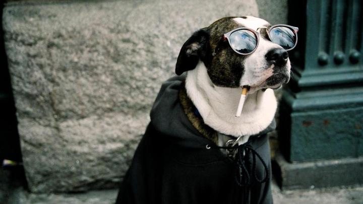 Funny HD Wallpapers 1920x1080 -