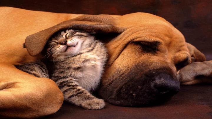 Funny 1920x1080 HD Wallpapers -