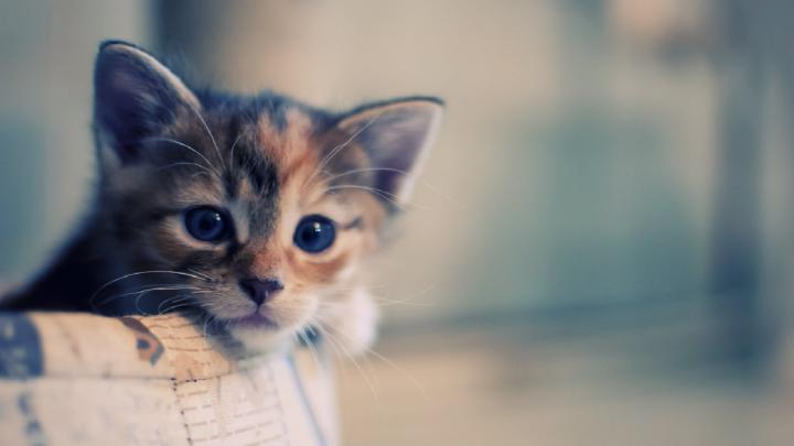 Wallpaper Crazy Cats and Dogs (57+ images)
