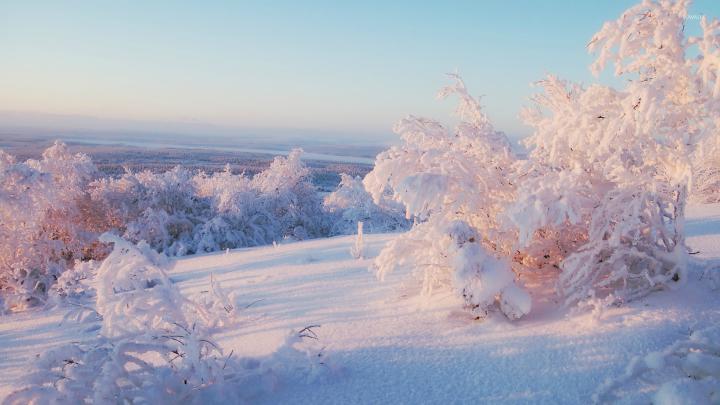 Snowy Trees Wallpaper (61+ images)