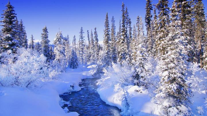 Winter Forest Wallpaper (62+ images)