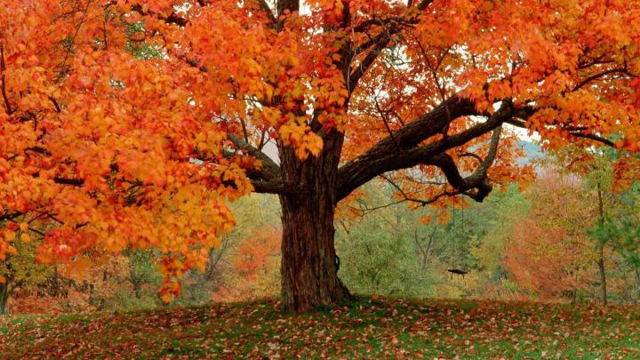 23+ Autumn Wallpaper Hd 1920x1080 Download - Venera Wallpaper