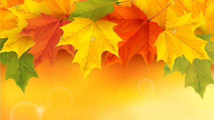 1920x1080 hd wallpaper leaf | Leaf wallpaper, Fall wallpaper, Wallpaper