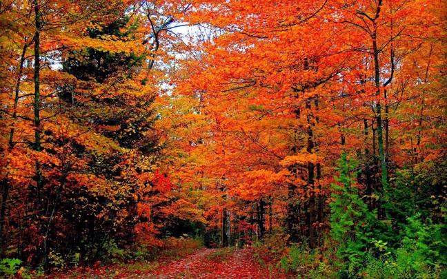 Vermont Fall Foliage Wallpapers - Top Free Vermont Fall Foliage 